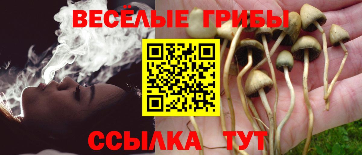 Галлюциногенные грибы Psilocybe Томск